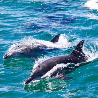 イルカウォッチング